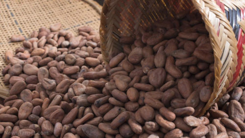 The best way to boost the health benefits of cocoa beans lies in how you roast them