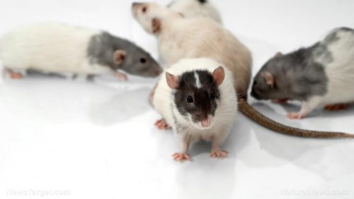 Ratting them out: Rats are better at detecting tuberculosis in children than standard tests
