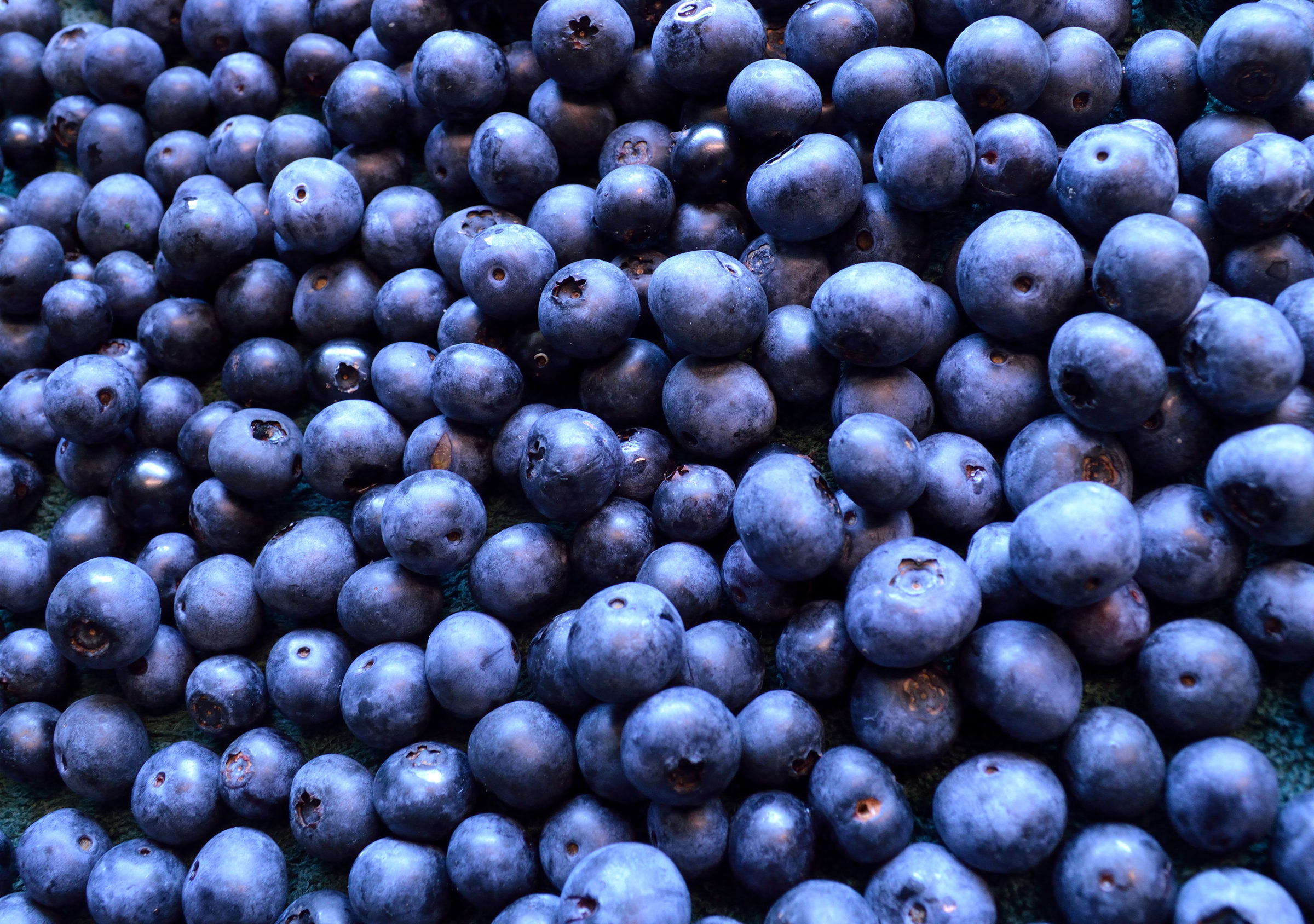 Fermented Blueberries May Restore Cognitive Function In Amnesia