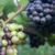 Grapes have long been hailed as the “food of the goods” … they contain powerful antioxidants that protect your health