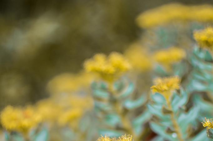 Compound from Rhodiola plant improved memory in mice in study