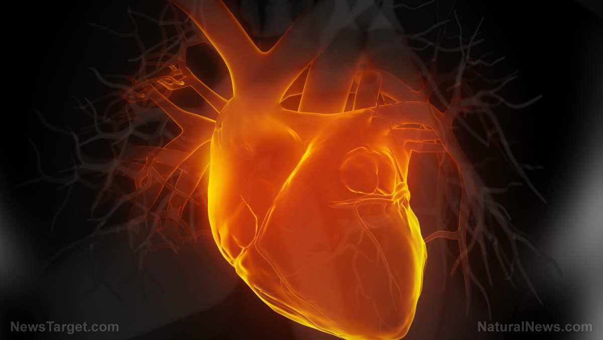 New study reveals the vital role vitamin K2 plays in heart health