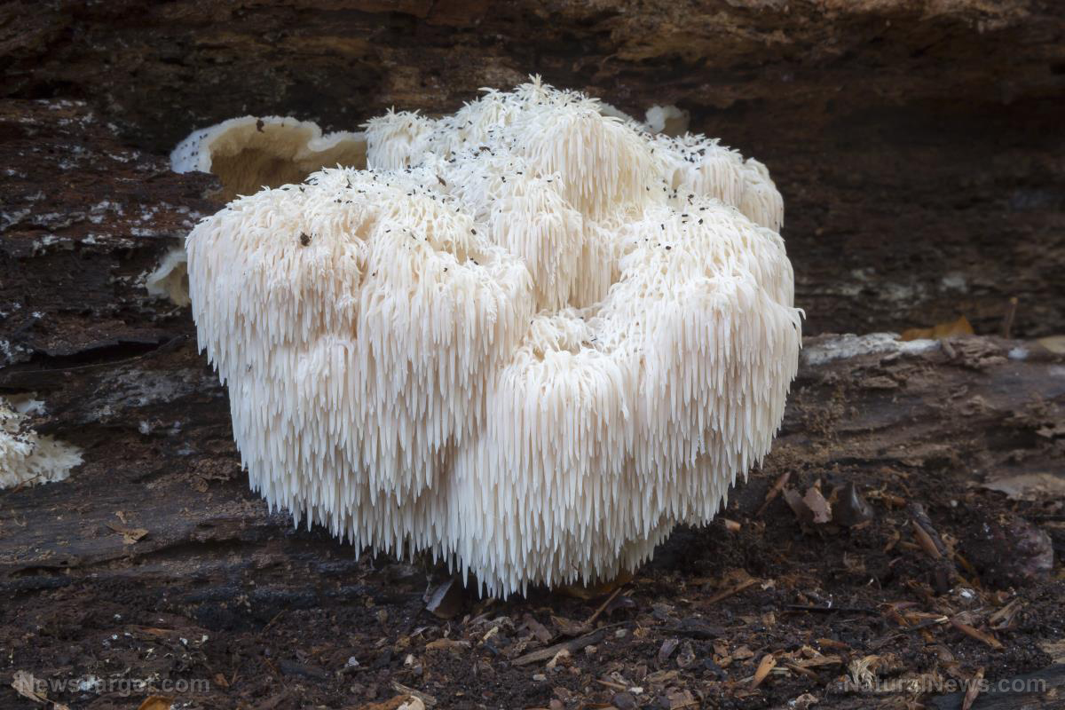 Lion’s mane lives up to its reputation as a great natural mood enhancer