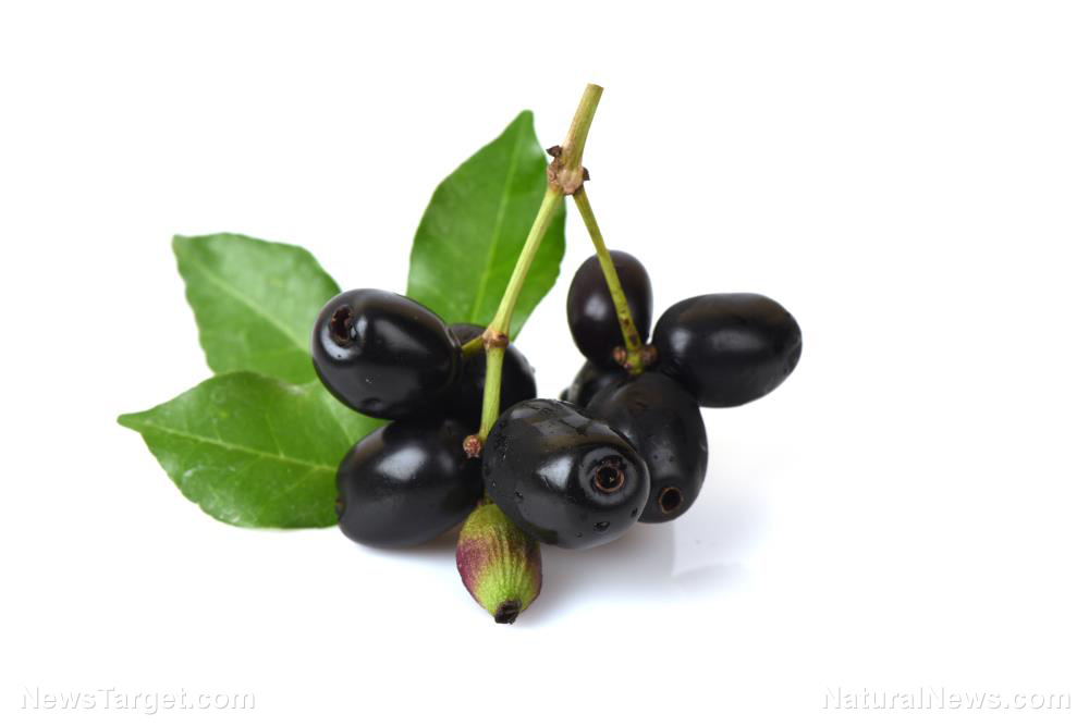 One of the most widely used medicinal plants, java plum contains high amounts of antioxidants