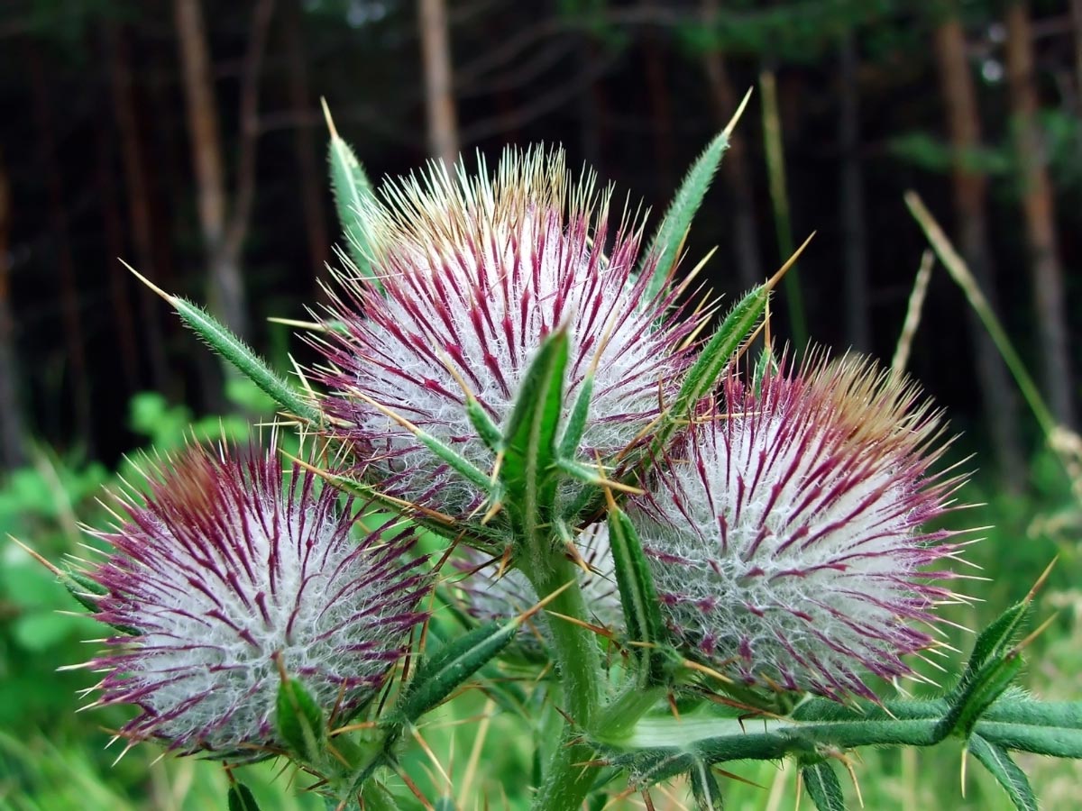 Milk thistle is not only good for your liver – it can protect you from the toxic effects of chemotherapy, too