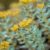 Bioactive compound from the Rhodiola plant improves memory