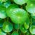 The healing benefits of gotu kola and its effects on your brain and emotional health