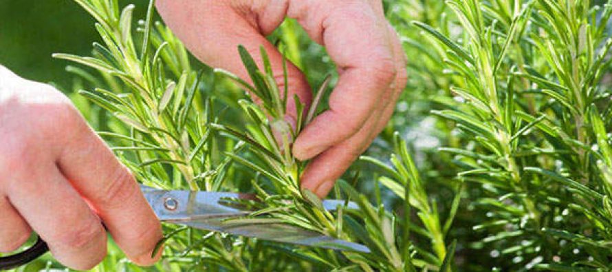 Scientists Find Smelling Rosemary Can Increase Memory By 75%