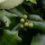 Good for the heart: A look at Chinese holly