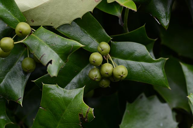 Good for the heart: A look at Chinese holly