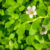 Bacopa is a little-known herb that can improve memory and brain health