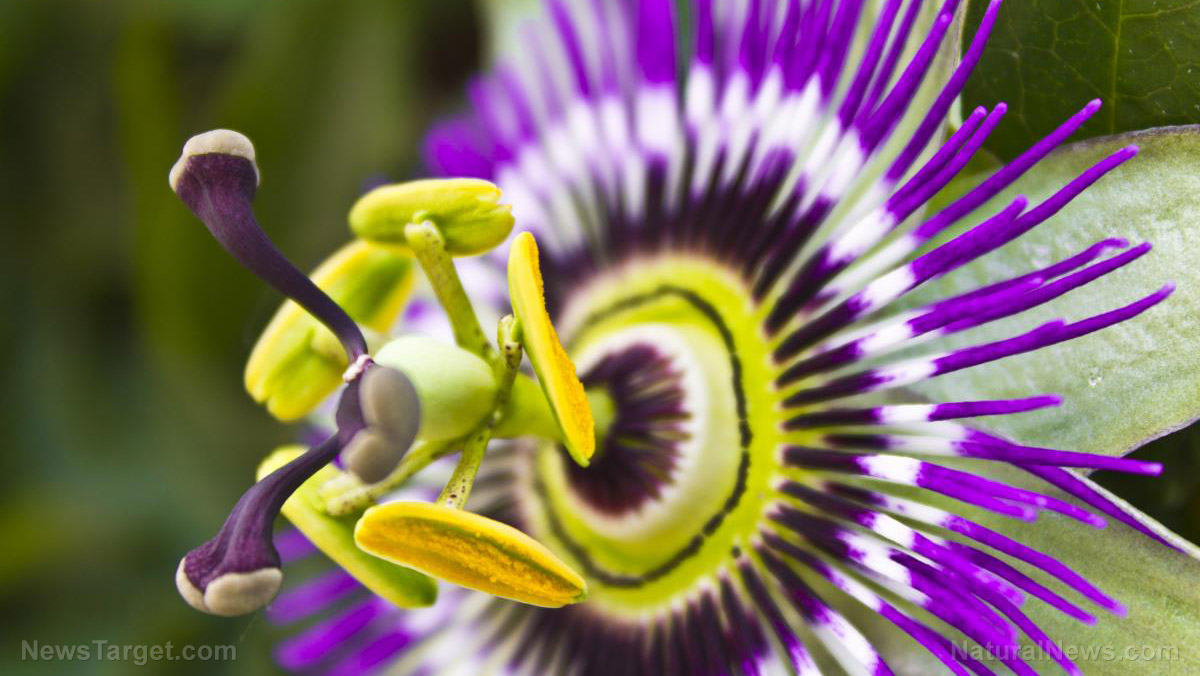 Passionflower can reduce anxiety in just 30 minutes