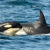 New study shows that the current concentrations of PCBs in the oceans are threatening the world’s population of killer whales