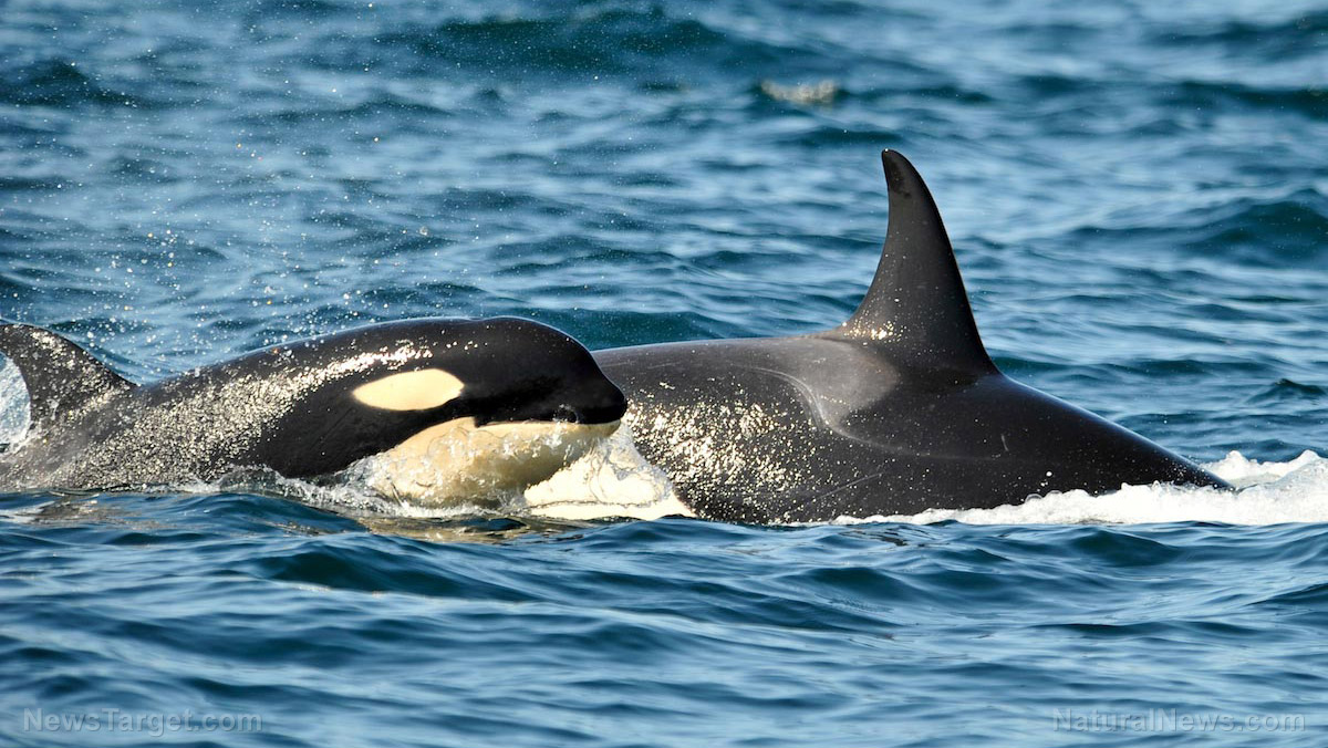 New study shows that the current concentrations of PCBs in the oceans are threatening the world’s population of killer whales