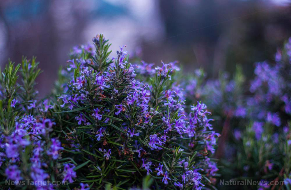 Rosemary displays a powerful anti-anxiety effect, similar to diazepam but without the side effects