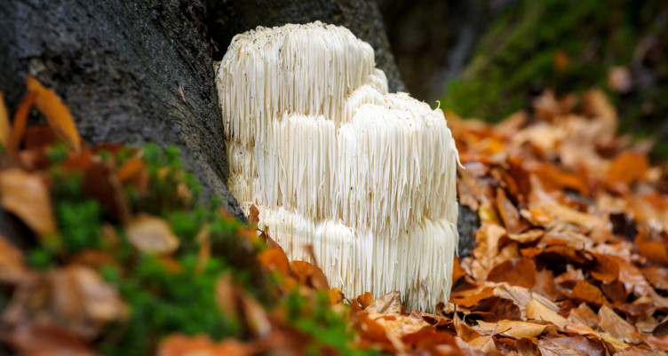 Lion’s Mane Mushroom Benefits: Boost Memory, Focus & Mood With This Nootropic
