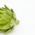 Artichokes reverse the effects of a high-fat diet, concludes study