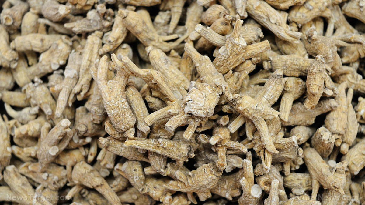 Mountain ginseng found to have immunostimulating, antioxidant, anticancer and anti-aging properties