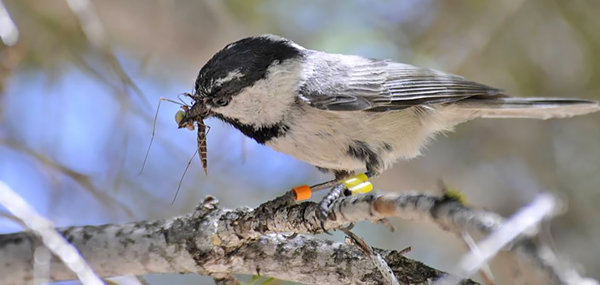 Natural selection and spatial memory link shown in mountain chickadee research