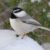 Natural selection and spatial memory link shown in mountain chickadee research