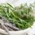 Study says that sniffing this aromatic herb can increase memory by 75%