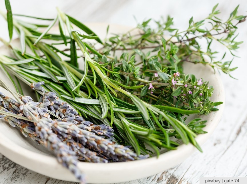 Study says that sniffing this aromatic herb can increase memory by 75%