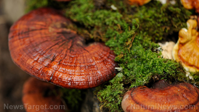Reishi mushrooms can reduce cholesterol, prevent cellular damage