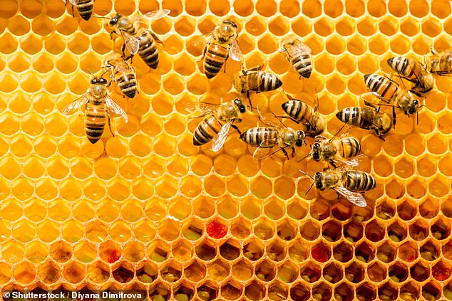Seventeen species of bees are EXTINCT in areas of the UK as climate change and pesticides damage their populations, WWF claims