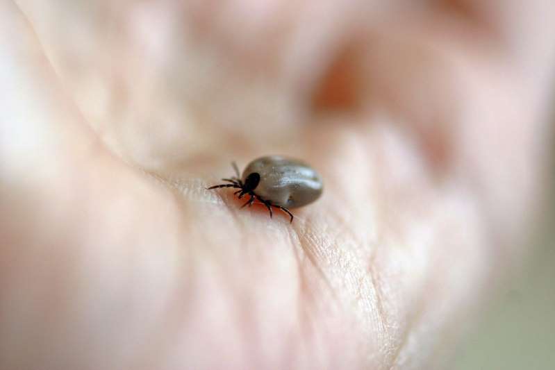 Lyme Disease Can Be Avoided Naturally. Here’s How