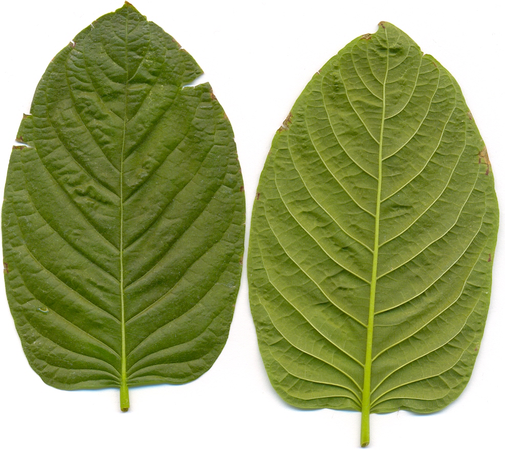 Too good to be true: Is kratom a breakthrough treatment or a dangerous drug?