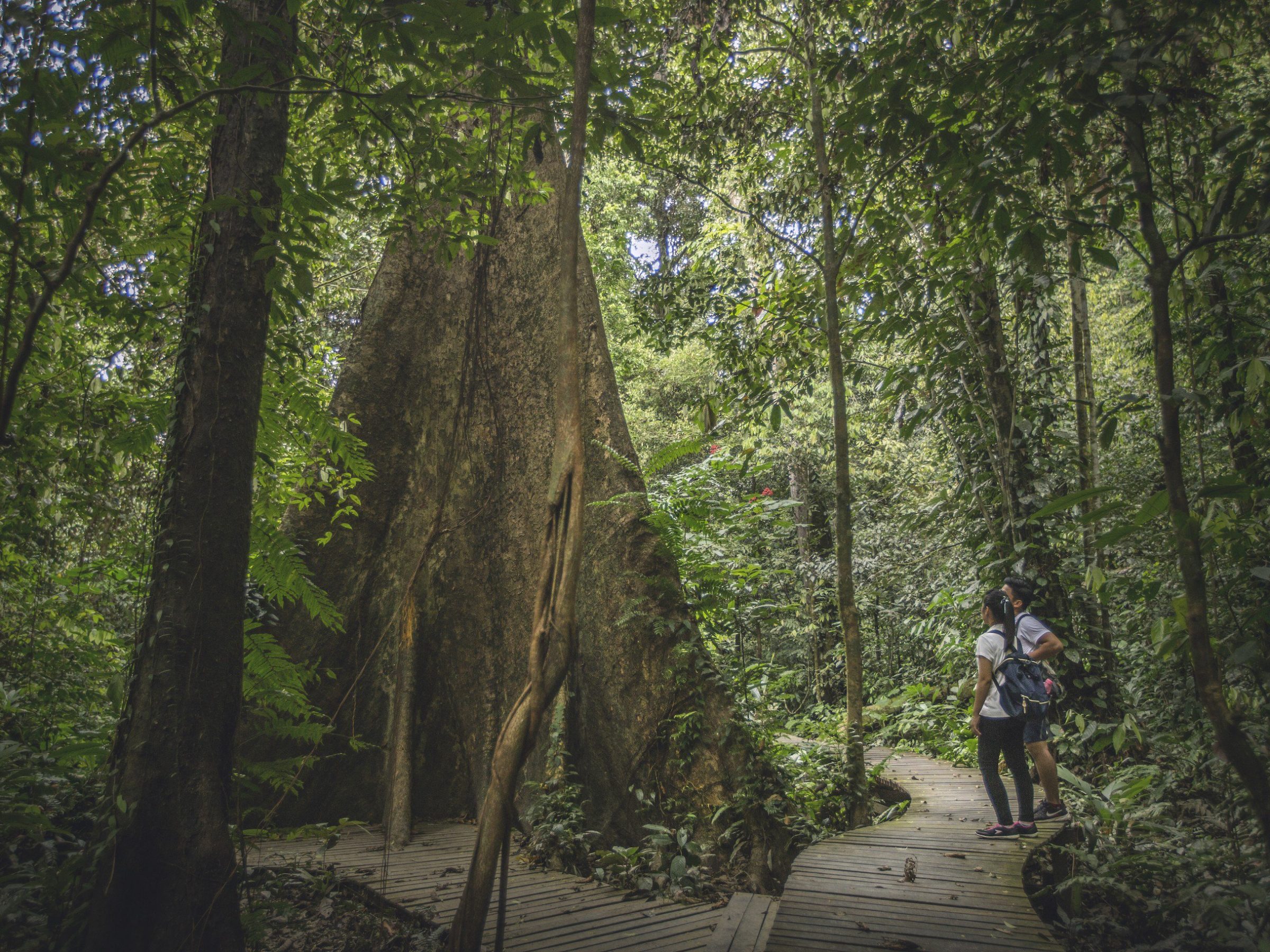 Nature therapy, such as forest bathing – mindfully walking through nature – can help to reprogram our overstimulated minds and bodies