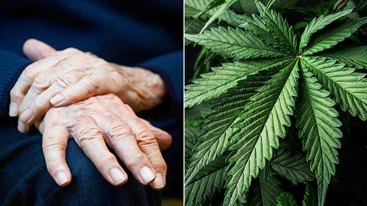 Medical Marijuana and Parkinson’s Disease: Is It Safe?