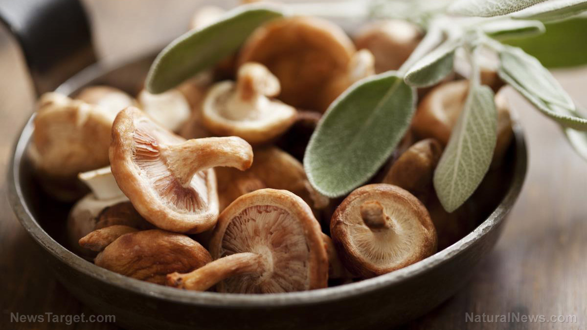 Mushrooms really are magic, especially when it comes to brain health