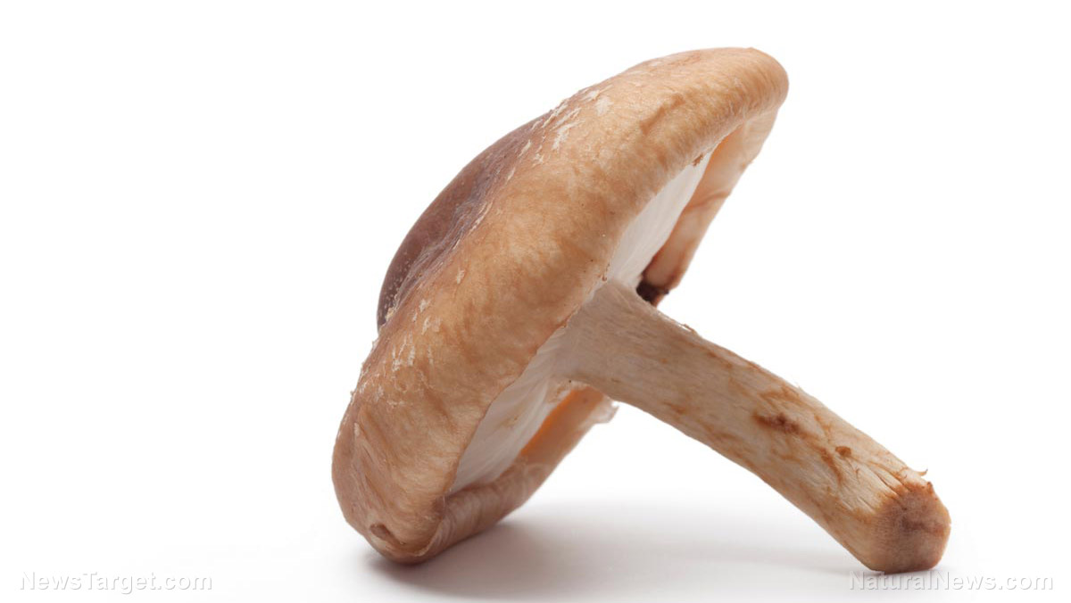 Mushrooms boost brain health: Eat them twice a week to prevent dementia