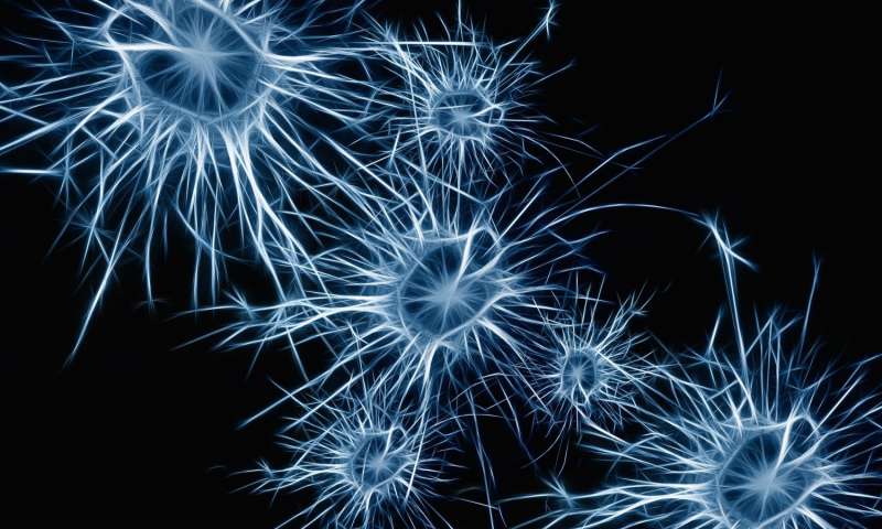 Researchers enhance neuron recovery in rats after blood flow stalls