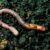 Worms are cool: They can regrow their brains if they lose their heads