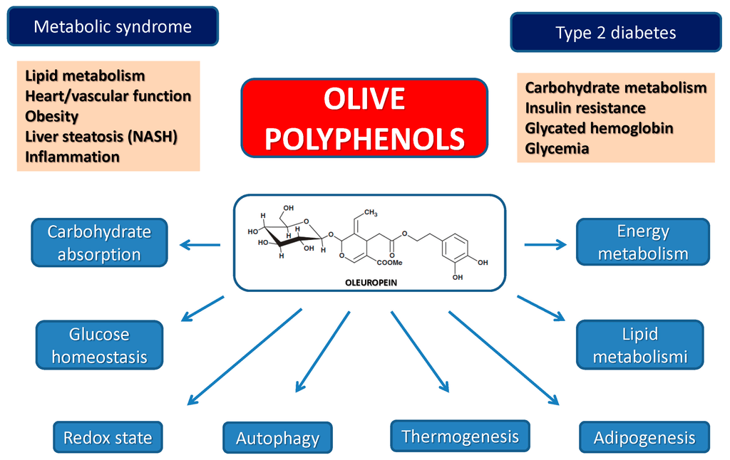 Olive Leaf Extract (Oleuropein & Hydroxytyrosol) Benefits