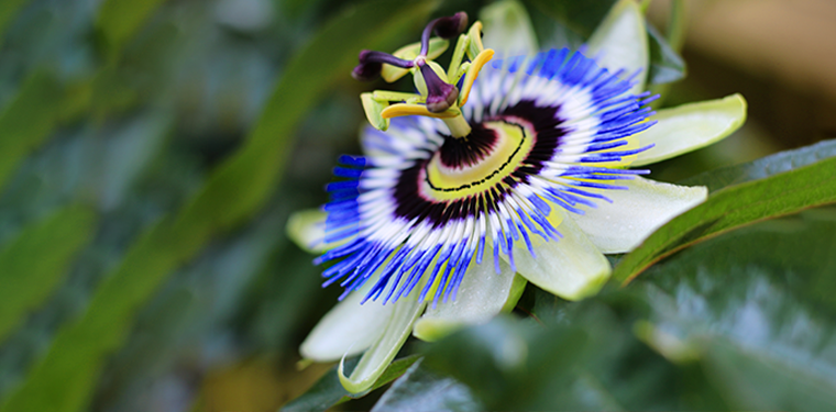 Passion Flower for Anxiety, Sleep + Benefits & Side Effects