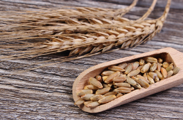 Whole grain rye shown to boost gut health