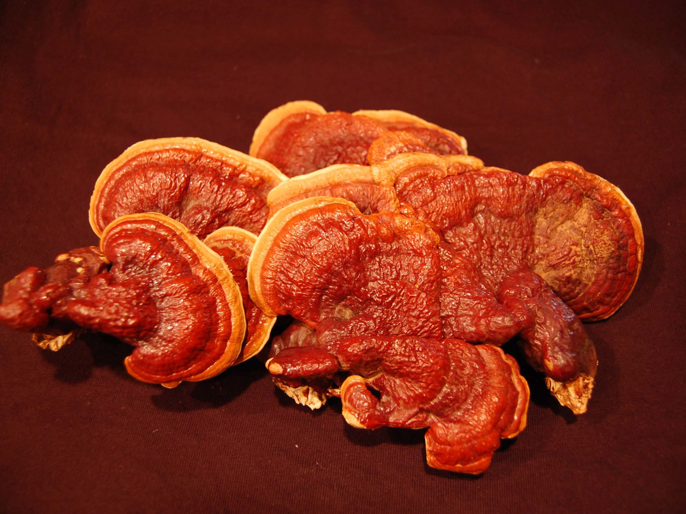 10 Reishi Mushroom (Ganoderma lucidum) Benefits, Dosage