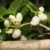 13 Benefits of White Mulberry (Morus Alba)