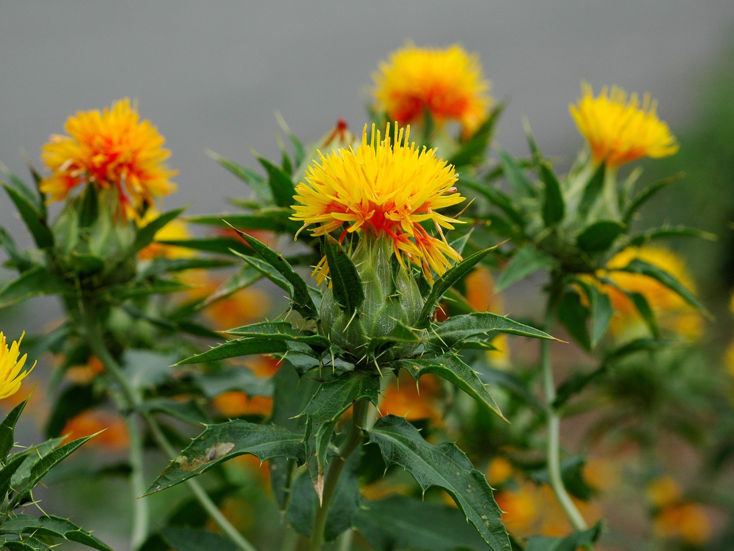 6 Safflower Oil Benefits (incl. weight, skin) + Side Effects