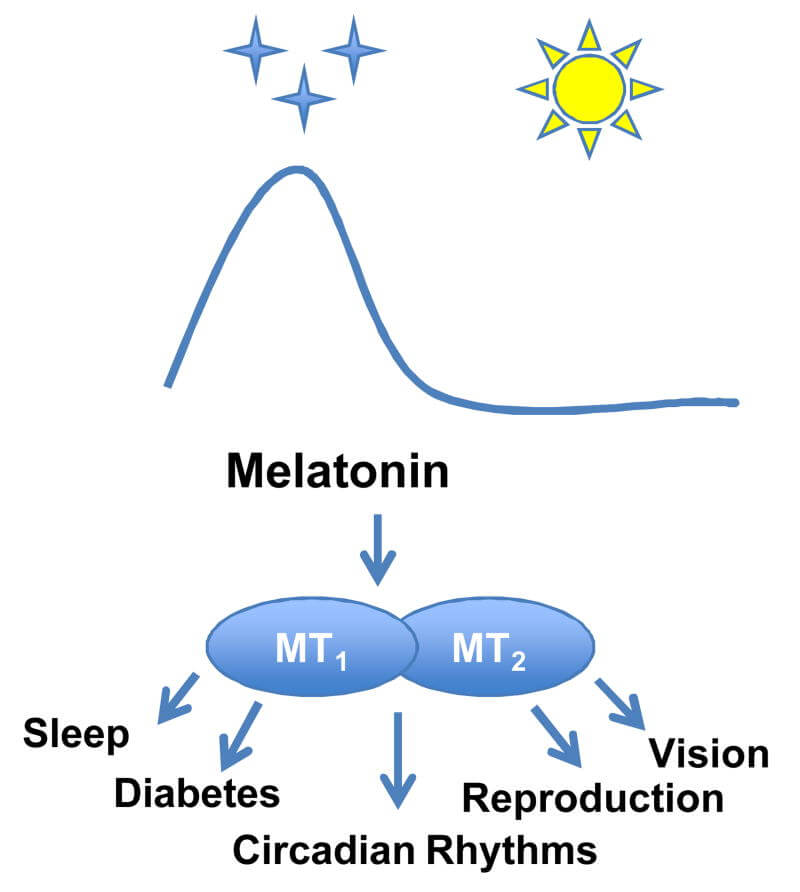 Factors that Increase/Decrease Melatonin Levels + Synergies
