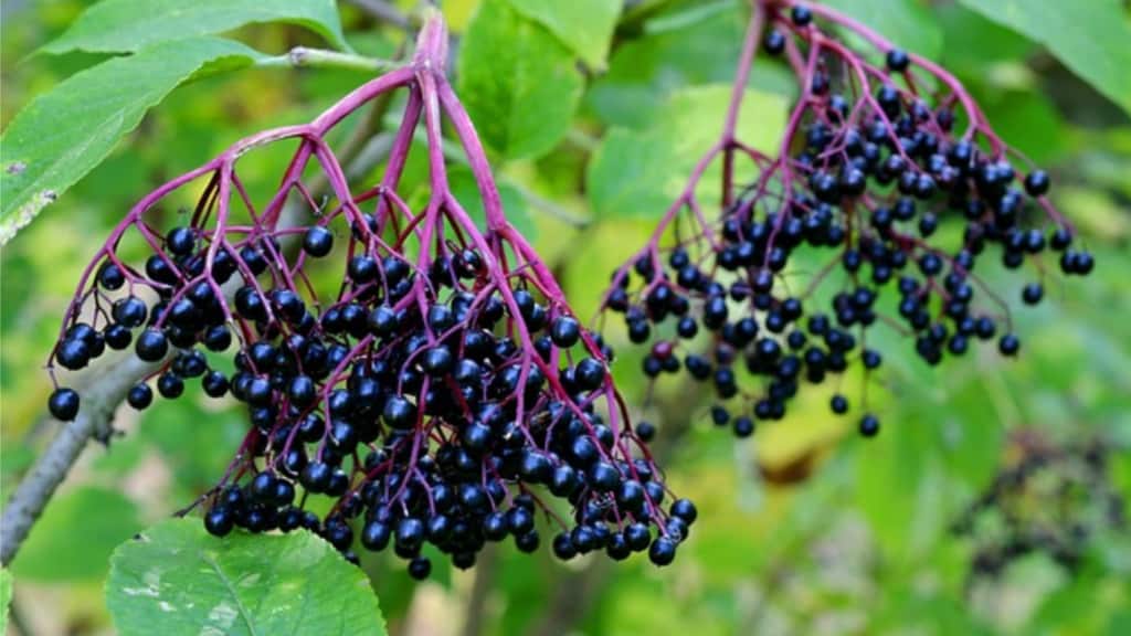 12 Proven Health Benefits of Elderberry Supplements