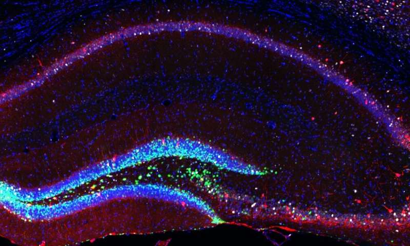 Rejuvenating the brain: More stem cells improve learning and memory of old mice