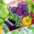 Top 10 Healthiest Vegetables Ranked By Experts
