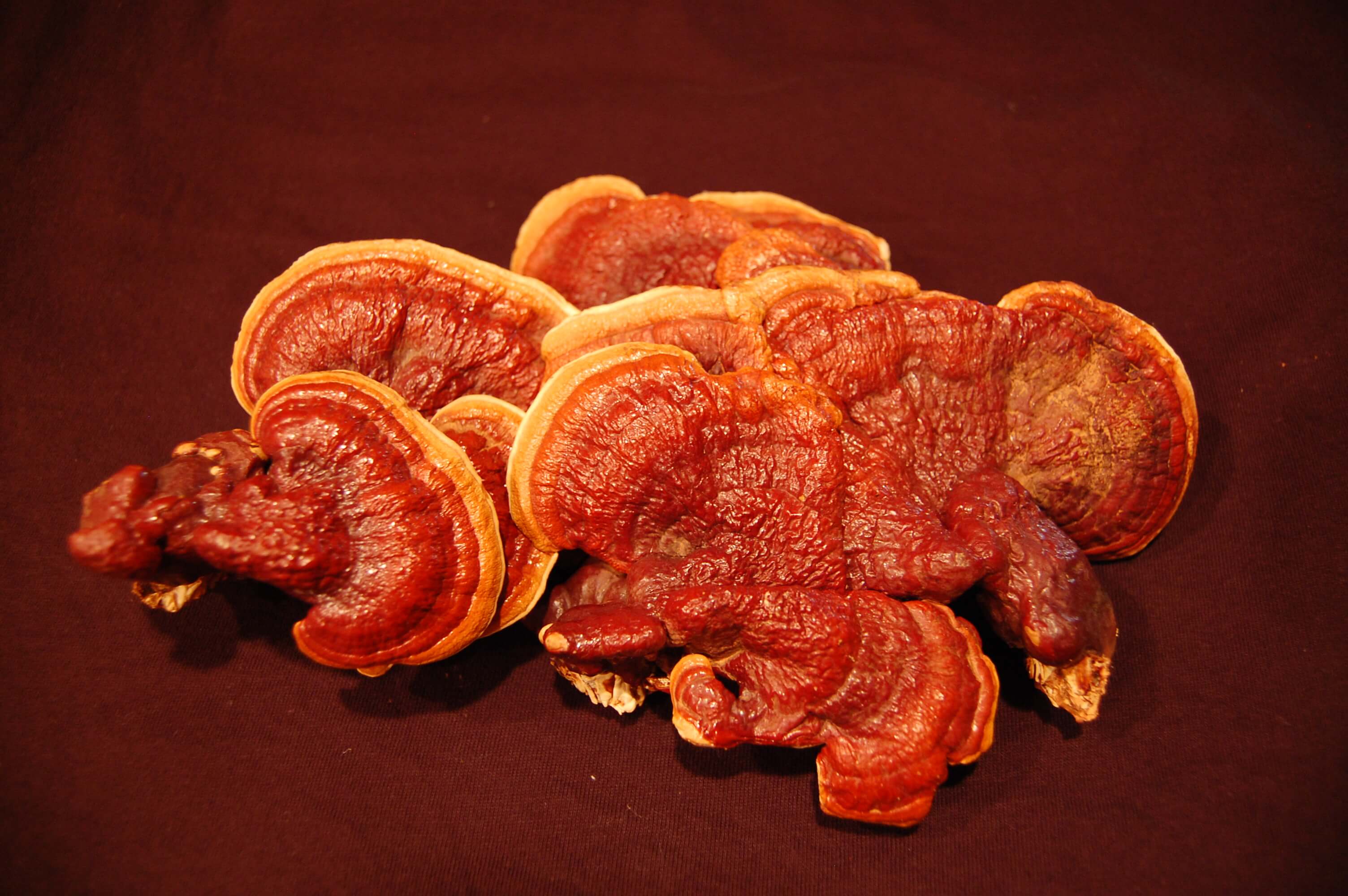 10 Reishi Mushroom (Ganoderma lucidum) Benefits, Dosage