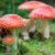 Antidepressant fungi? These mushrooms may be the answer to depression