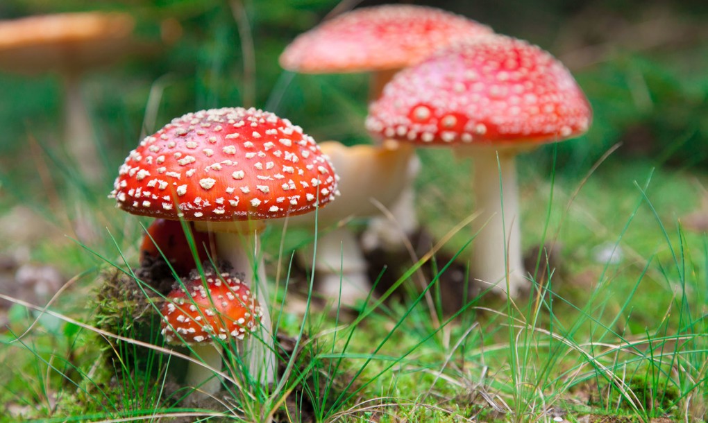 Antidepressant fungi? These mushrooms may be the answer to depression