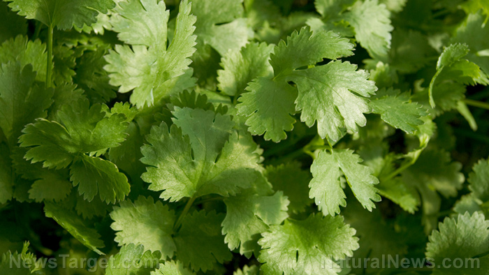 Molecular mechanism explained: How cilantro helps delay seizures common in epilepsy and other neurological disorders